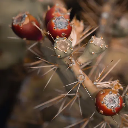 Teide Y Mar טקורונטה