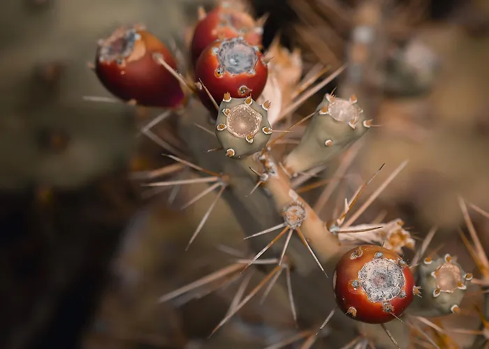 Teide Y Mar 타코론테